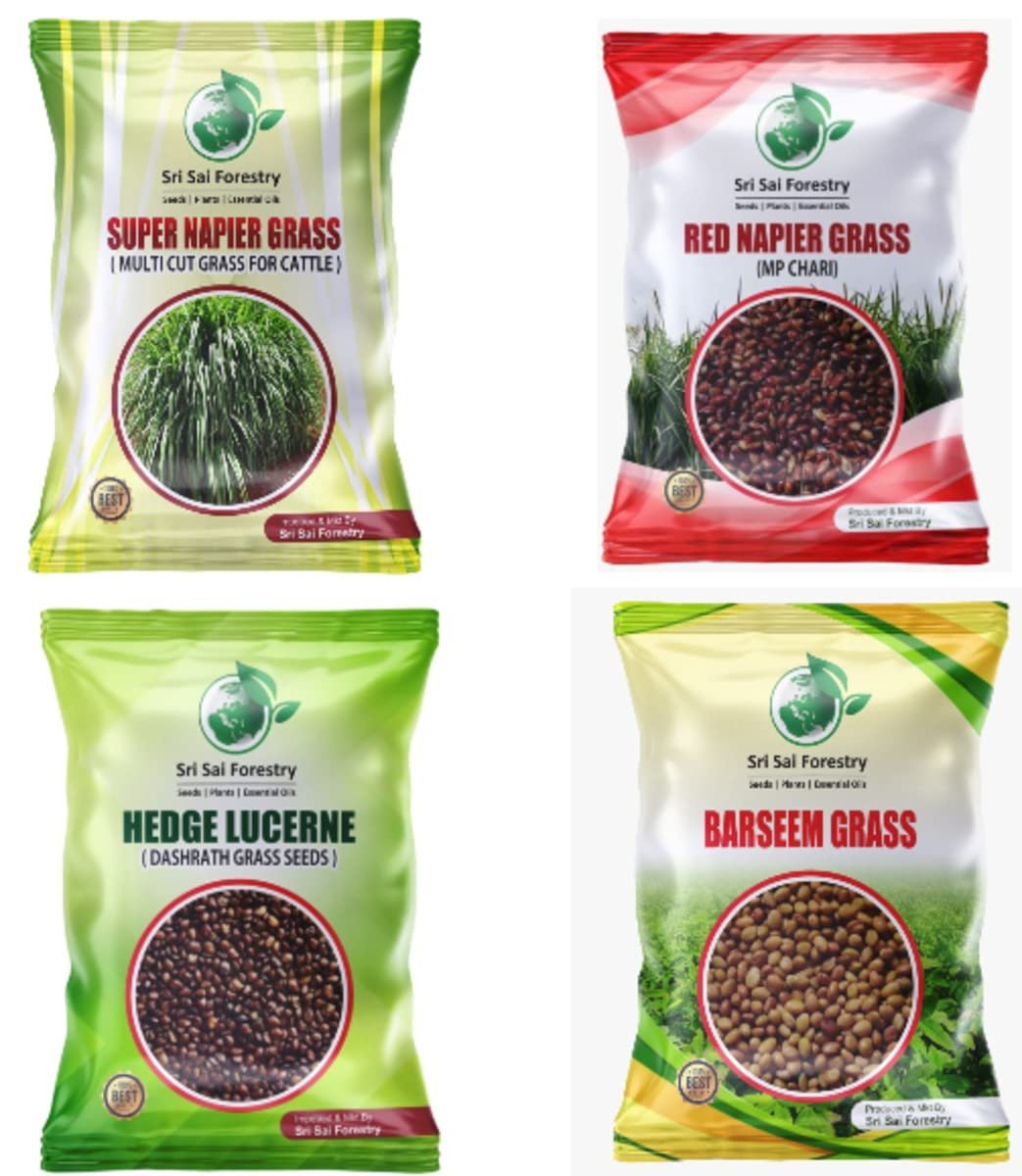 SRI SAI FORESTRY - Cattle Fodder Grass Seeds Kit - Super Napier + Red Napier + Hedge Lucerne + Berseem Grass Seeds - Pack of 100 Gram each