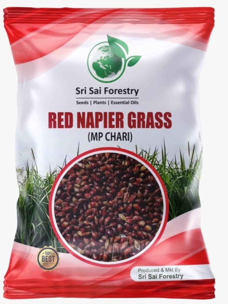 SRI SAI FORESTRY - Cattle Fodder Grass Seeds Kit - Super Napier + Red Napier + Hedge Lucerne + Berseem Grass Seeds - Pack of 100 Gram each - Image 2