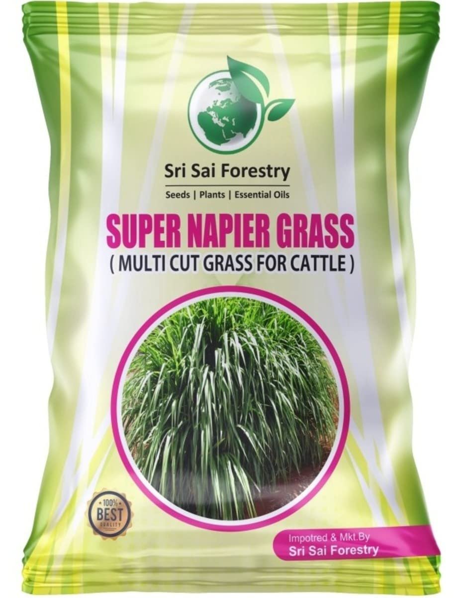 SRI SAI FORESTRY - Cattle Fodder Grass Seeds Kit - Super Napier + Red Napier + Hedge Lucerne + Berseem Grass Seeds - Pack of 100 Gram each - Image 3