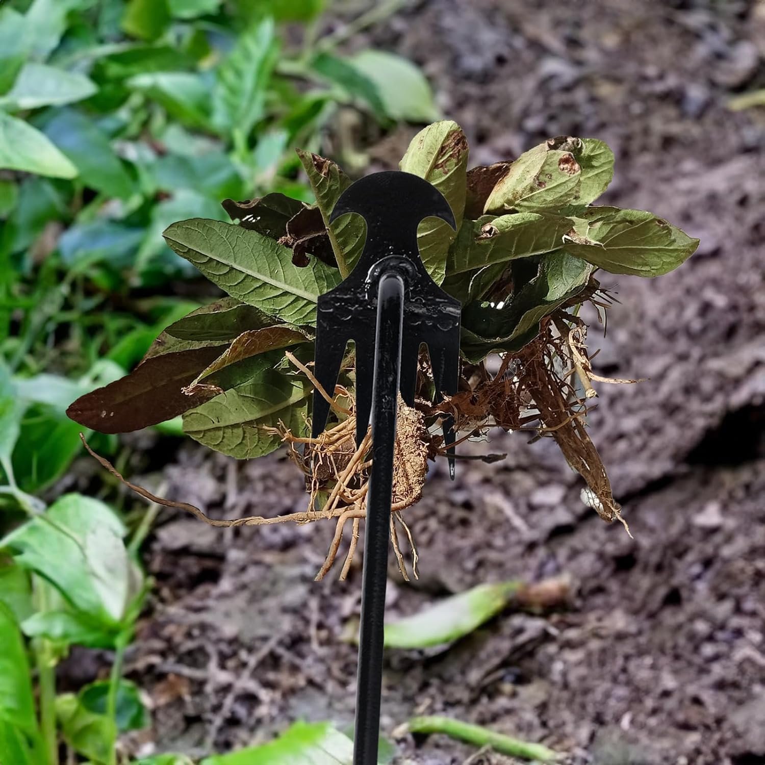 REDBUILD® Garden Weeding Tool with Wooden Handle || Weeder Hand Tool 4 Claws || High Carbon Steel || Manual Weed Puller for Lawn and Garden || Gardening Tools || Weed Removal Tool (Carbon Steel) - Image 5