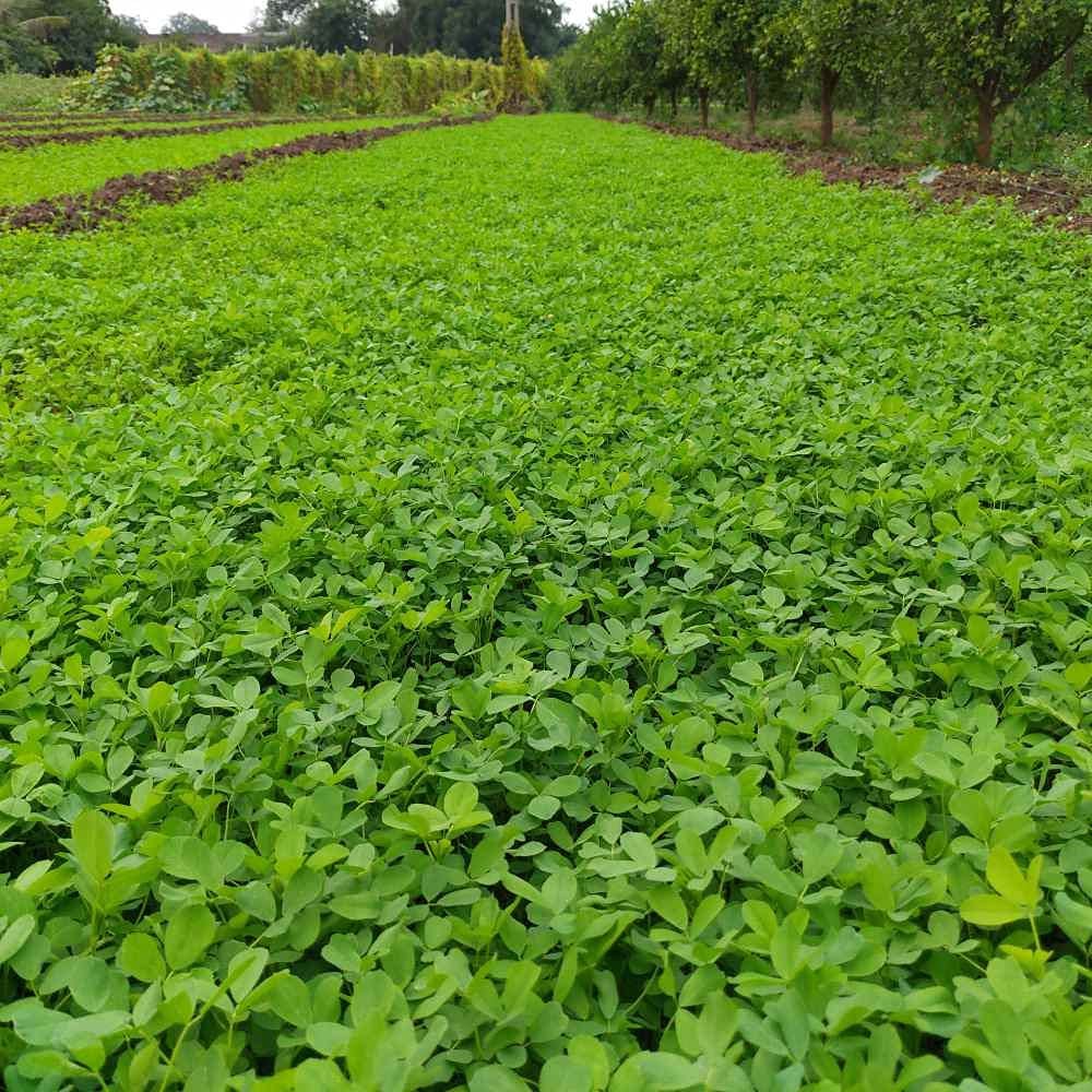 SRI SAI FORESTRY Berseem Grass Seeds for Goat - 1KG - Barseem Seed for Cattle India - Image 2