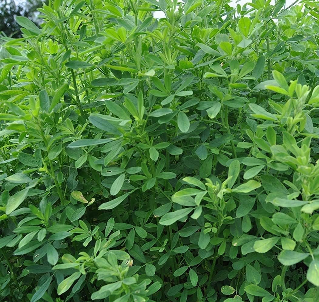 SRI SAI FORESTRY Berseem Grass Seeds for Goat - 1KG - Barseem Seed for Cattle India