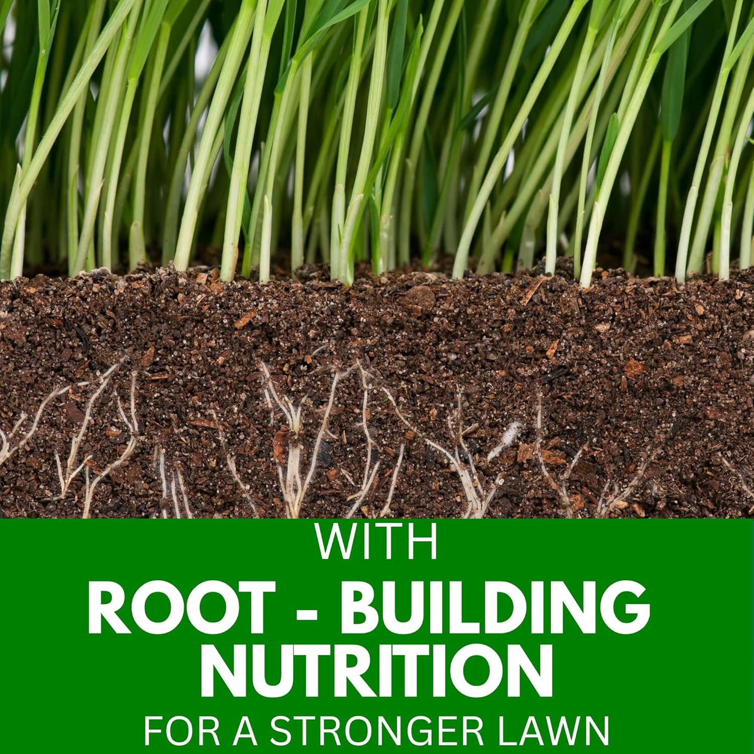 American Bermuda Grass Seeds for Lawn, Turf, Cricket Ground, Stadium, Park, Farmhouse, Sports Field, Garden Grass, Fast Growing, Green Grass, Gardening Seeds | Free Growing Guide | (10 gram) - Image 2