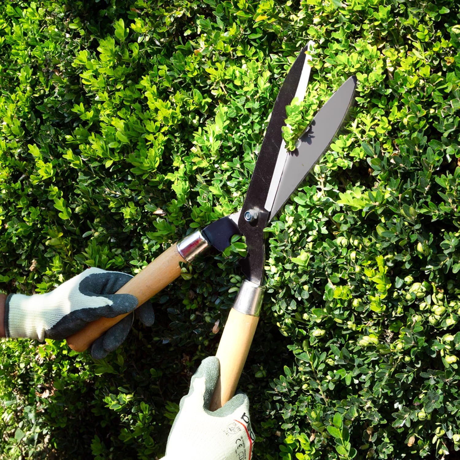 TrustBaket Garden Hedge Shears with Wooden Handle, 5mm Thick Heavy Duty Carbon Steel Blade, Comfortable Grip for Trimming, Pruning, Cutting, Hedge Cutter Tool for Lawn, Shrub, Plant Branch Scissors - Image 7