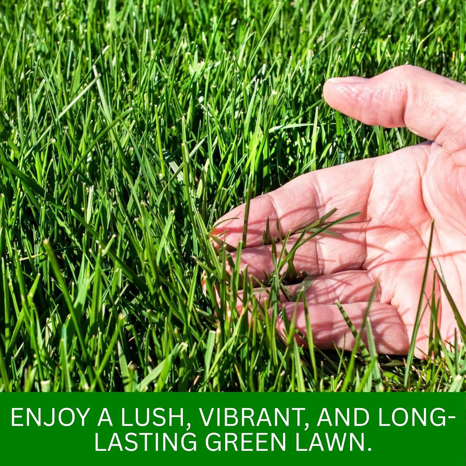 American Bermuda Grass Seeds for Lawn, Turf, Cricket Ground, Stadium, Park, Farmhouse, Sports Field, Garden Grass, Fast Growing, Green Grass, Gardening Seeds | Free Growing Guide | (10 gram) - Image 5