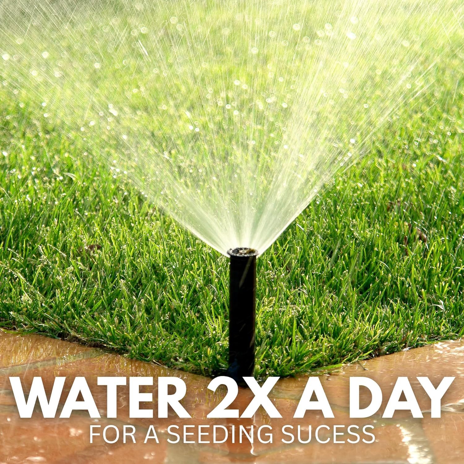 American Bermuda Grass Seeds for Lawn, Turf, Cricket Ground, Stadium, Park, Farmhouse, Sports Field, Garden Grass, Fast Growing, Green Grass, Gardening Seeds | Free Growing Guide | (10 gram) - Image 4